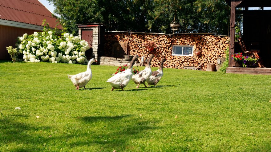 kodu kauniks 2017, loomasõbralik